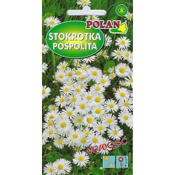 Stokrotka-trwała-biała-a-0,1g-ST/P